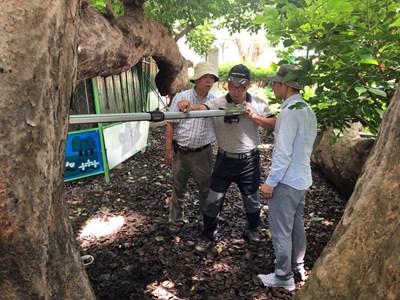 保護茄苳樹王　中市邀樹醫團隊3D健檢